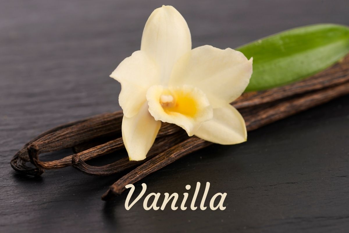 Vanilla essential oil one of my personal favorites Three Wells